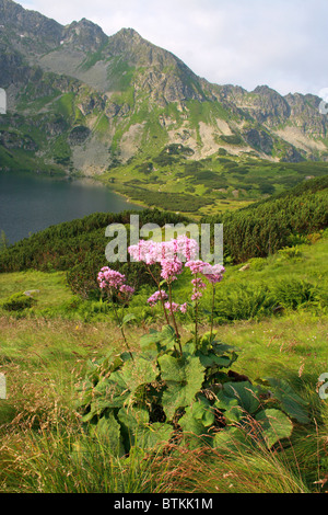 Adenostyles (Adenostyles Alliariae) in das Tal der fünf polnischen Seen, hohe Tatra Stockfoto