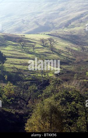 Bäume im Herbst oberen Stand Teil der westlichen Rand von Edale Derbyshire Peak District National Park, England Stockfoto