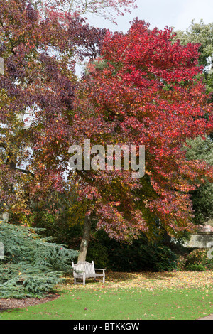 Herbst Farben in einem englischen Park Stockfoto