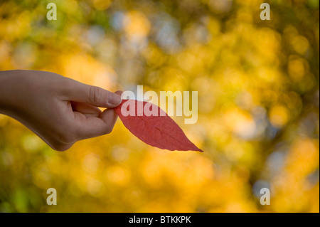 Hand, die rote Blatt, Herbst, Herbst-Saison, USA Stockfoto