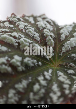 Nahansicht des Laubes der Begonia "Perlwelligkeit" Stockfoto