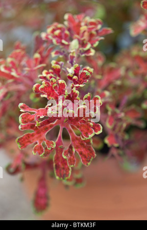 Ein Nahporträt des schönen Coleus 'Kupferschmieds' Stockfoto