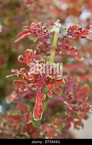 Ein Nahporträt des schönen Coleus 'Kupferschmieds' Stockfoto