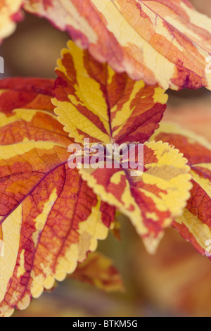 Nahaufnahme des schönen Coleus "Freckles" Stockfoto