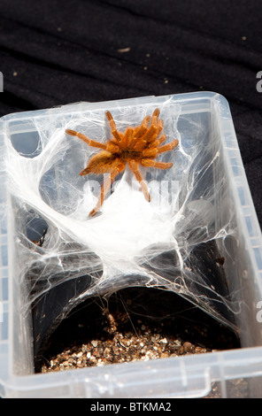 Captive orange Pavian-Vogelspinne Stockfoto