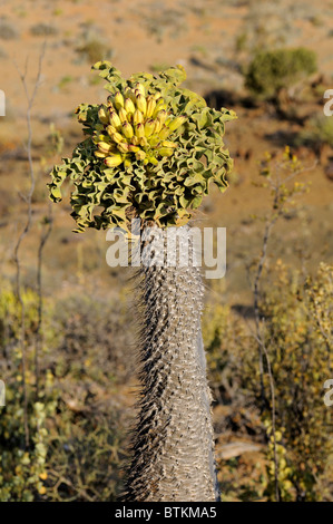 Halbmensch mit Blütenstand in Lebensraum, Pachypodium Namaquanum Richtersveld Transfrontier National Park, Südafrika Stockfoto