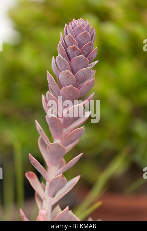 Echeveria "Herzogin von Nürnberg" Stockfoto