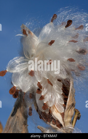 Gemeinsamen Seidenpflanze Samen wird vom Pod zerstreut durch Wind Asclepias Syriaca im Osten der USA Stockfoto