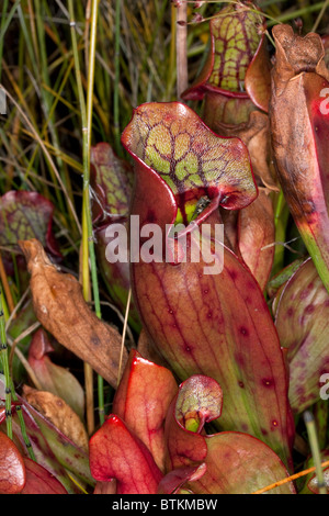 Fliegen Sie am nördlichen Schlauchpflanze Sarracenia Purpurea N Michigan USA Stockfoto