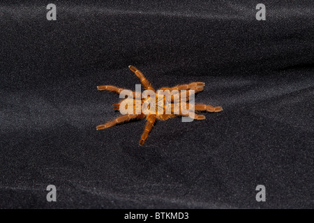 Captive orange Pavian-Vogelspinne Stockfoto