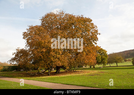 Pferd Chestnut Tree (Aesculus hippocastanum) im Herbst Stockfoto