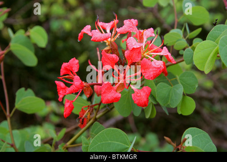 Red Orchid Tree, stolz der Cape, stolz von De Kaap, Bauhinia Galpinii, Fabaceae (ehemals Caesalpiniaceae), Südafrika Stockfoto