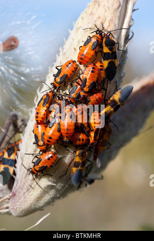 Gemeinsamen Milkweed Seed Pod Asclepias Syriaca mit großen Wolfsmilch Bugs Oncopeltus Fasciatus E USA Stockfoto