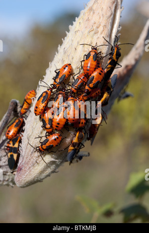 Gemeinsamen Milkweed Seed Pod Asclepias Syriaca mit großen Wolfsmilch Bugs Oncopeltus Fasciatus E USA Stockfoto