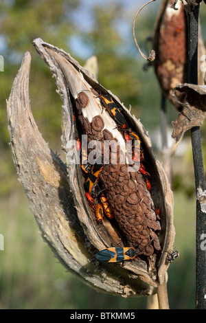 Gemeinsamen Milkweed Seed Pod Asclepias Syriaca mit großen Wolfsmilch Bugs Oncopeltus Fasciatus E USA Stockfoto