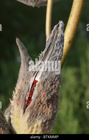 Gemeinsamen Milkweed Seed Pod Asclepias Syriaca mit großen Wolfsmilch Bugs Oncopeltus Fasciatus E USA Stockfoto