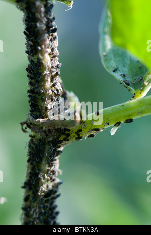 BlackFly am Stängel einer Pflanze Saubohne Stockfoto