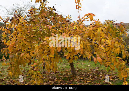 Gemeiner Medlarbaum (Mespilus germanica) im Herbst. Stockfoto