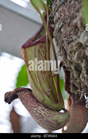 Die große Kannenpflanze Nepenthes X Mixta x Maxima Stockfoto