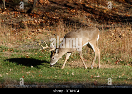 Weiß - angebundene Rotwild Buck, Odeous Virginianus, am Rande eines Waldes im Herbst. Stockfoto