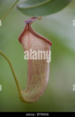 Pitcher-Pflanze (Nepanthes) mit dunkel glänzendem Peristom Stockfoto