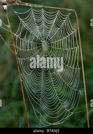 Spinnennetz, aufgereiht mit Morgentau Stockfoto