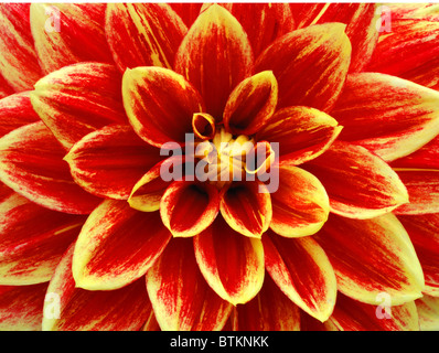 Rote und gelbe Dahlie Stockfoto