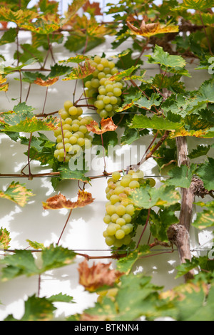 Trauben auf Buckland Sweetwater Grape Vine im Herbst im britischen Gewächshaus Stockfoto