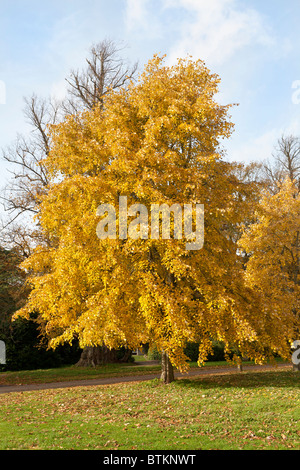 Weinender silberner Limettenbaum (Tilia tomentosa 'Petiolaris') im Herbst in Großbritannien Stockfoto