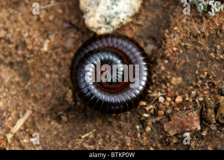 Riesige afrikanische Tausendfüßler (Yxongololo, Chongololo oder Shongololo), Spirostreptus Gigas (Syn Archispirostreptus Gigas). Stockfoto