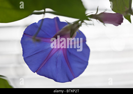 Rückseite der Morgen-Glory-Blume (Ipomoea acuminata) Blue Dawn Stockfoto