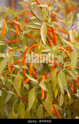 Orange Thai Chili Peppers wächst im Gewächshaus in Großbritannien Stockfoto