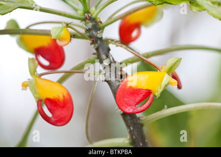 Nahaufnahme der "Krallen" der Papageienpflanze (Impatiens niamniamensis) "Golden Cockatoo" Stockfoto