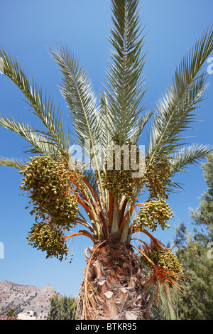 Termine auf Palmen wachsen. Kreta, Griechenland. Stockfoto