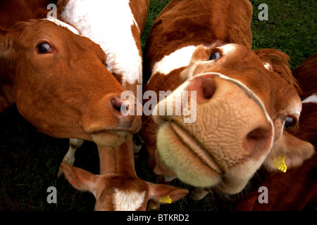 Guernsey-Kuh Stockfoto