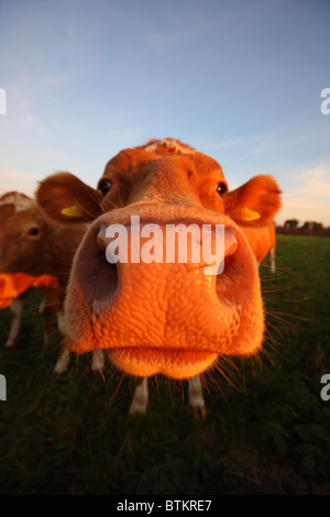 Guernsey-Kuh Stockfoto