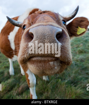 Guernsey-Kuh Stockfoto