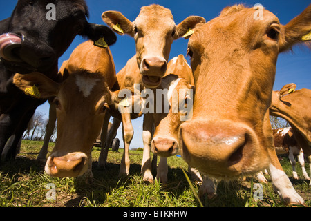 Guernsey-Kuh Stockfoto