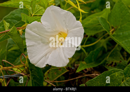 Weiße Hecke Ackerwinde Blüte. Stockfoto