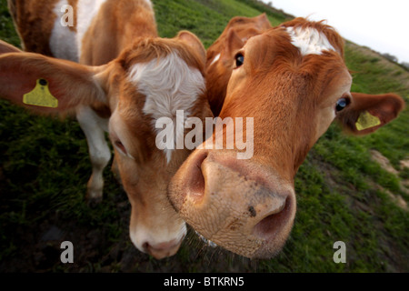 Guernsey-Kuh Stockfoto