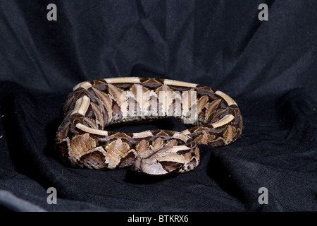 Gefangene westliche Gabun Viper Schlange Stockfoto