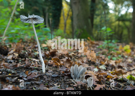 Waldpilze UK Reife Hasen Fuß Inkcap ( Coprinopsis lagopus ) und unreife kommen durch. Wimbledon Common ein Vorstadtwald. Wimbledon, London, England 4. November 2010 2010S HOMER SYKES Stockfoto