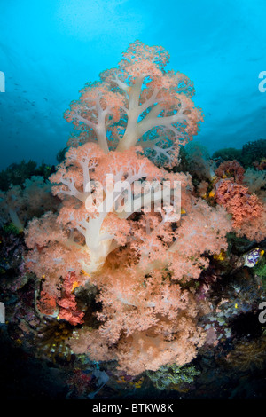 Eine riesige weiche korallene Kolonie, Dendronephthya SP., bläst auf einem indonesischen Riff um Plankton zu fangen. Stockfoto