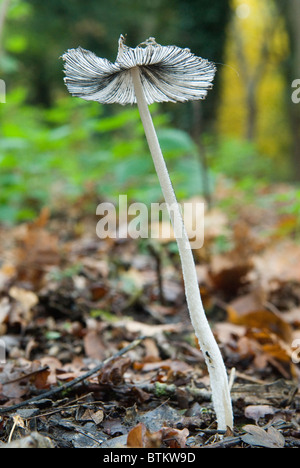 Reifen Hasen Fuß Inkcap (Coprinopsis lagopus) Wimbledon Common ein Vorstadtwald. Wimbledon, London, England 4. November 2010 2010S UK HOMER SYKES Stockfoto