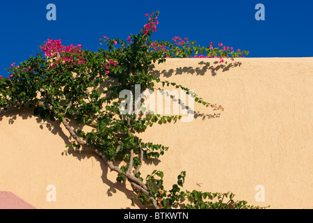 Bougainvillea (wissenschaftlicher Name: Bougainvillea Glabra) Klettern an der Wand. Kreta, Griechenland. Stockfoto