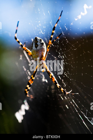 Ein Silber Wespenspinne oder (Argiope Argentata) Spinne auf ihrer Web. Diese Spinne ist auch bekannt als ein Garten Orb Weaver. Stockfoto