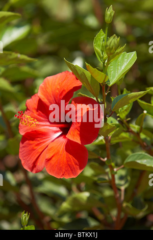 Chinesische Hibiskus (Hibiscus rosa sinensis) rote Blume Nahaufnahme. Kreta, Griechenland. Stockfoto