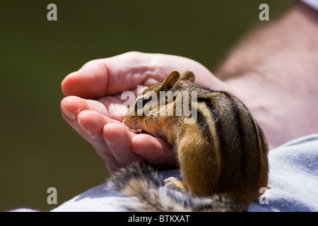 Streifenhörnchen frisst aus der Hand Stockfoto