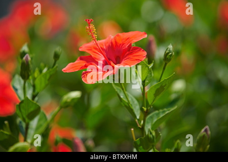 Chinesische Hibiscus (Wissenschaftlicher Name: Hibiscus rosa sinensis). Kreta, Griechenland. Stockfoto