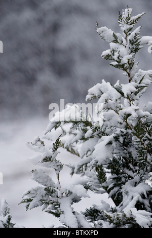 Ein einsamer Evergreen Eastern Red Cedar-Baum (Juniperus Virginiana) in bedeckt Nassschnee während einer Winter-Schnee-Dusche. Stockfoto